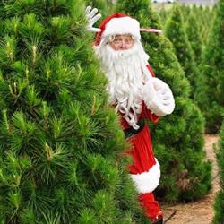Christmas Tree Farm at Dural