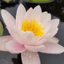 Swan Valley Fish and Lily Farm