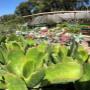Succulents for sale.