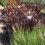 Grasses for sale