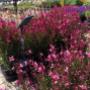 Flowering plants