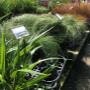 Huge range of grasses for sale