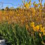 Kangaroo Paws