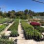 Thousands of plants in our Wholesale Nursery