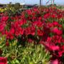 Flowering plants