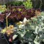 Succulents for a drought tolerant garden.
