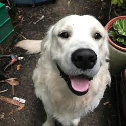 Hornsby Dog Training Club