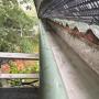 Looking under aLook underneath the Leafshield Gutter Guard to see how it works