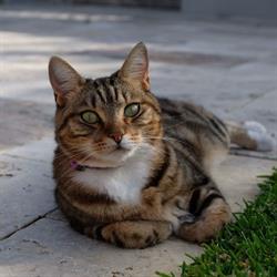 Malagavet - Veterinary Hospital & Surgery