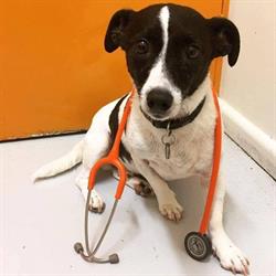 Mascot Veterinary Hospital