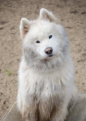 Nathalia Boarding Kennels And Cattery