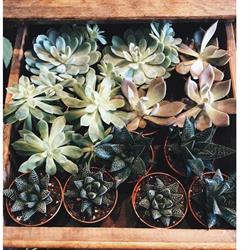 Native Bloom And Foliage Design