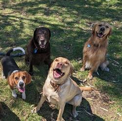 Apple Street Kennels