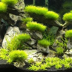 Paul's Aquariums & Ponds