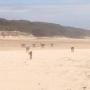 7 DINGOES FRASER ISLAND