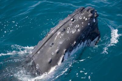 We-also-do-whale-watching