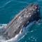 We-also-do-whale-watching
