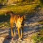 Uploaded by visitor on 22/6/2016 - Fraser Island Tag Along Tours Pelican 4x4 Hire - Fraser Island 4wd hire - www.pelican4x4hire.com.au - 0405823352