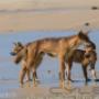 Uploaded by visitor on 22/6/2016 - Fraser Island Tag Along Tours Pelican 4x4 Hire - Fraser Island 4wd hire - www.pelican4x4hire.com.au - 0405823352