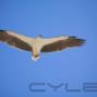Uploaded by visitor on 22/6/2016 - Fraser Island Tag Along Tours Pelican 4x4 Hire - Fraser Island 4wd hire - www.pelican4x4hire.com.au - 0405823352