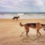 Uploaded by visitor on 22/6/2016 - Fraser Island Tag Along Tours Pelican 4x4 Hire - Fraser Island 4wd hire - www.pelican4x4hire.com.au - 0405823352