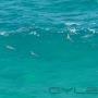 Uploaded by visitor on 22/6/2016 - Fraser Island Tag Along Tours Pelican 4x4 Hire - Fraser Island 4wd hire - www.pelican4x4hire.com.au - 0405823352