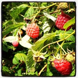 Pennyroyal Raspberry Farm & Bed & Breakfast Cabins