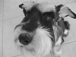 Small Friends Veterinary Hospital