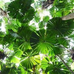 Tango Trees Pty Ltd