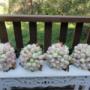Double White & Double Pale Pink