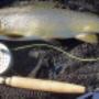 Light tackle, dry fly, Launceston rivers,