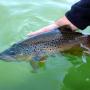 Wild trout Tasmania,