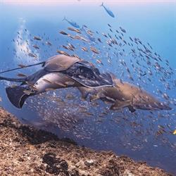 Wolf Rock Dive Centre
