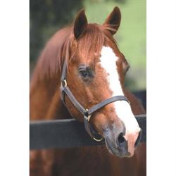 Yulgilbar Quarter Horse Stud
