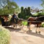 Couple Horse Carriage Hunter Valley