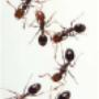 Ants