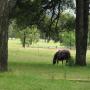 Large shade trees