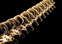 Gordon Chiropractic & Exercise Physiology