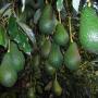 Avocados ready for Picking
