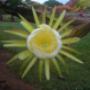 Dragon-Fruit-Flower