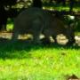 Wildlife