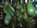 Lamb Hass Avocado 18 for only $25 Seasonal