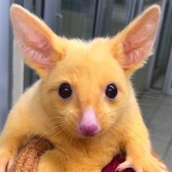 Boronia Veterinary Clinic and Animal Hosptial