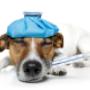 veterinary surgeon mornington