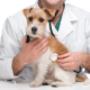 Veterinary hospital Mornington Peninsula