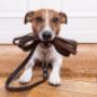 Mt Martha Veterinary Clinic Puppy School