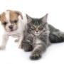 Cat and dog vaccinations