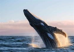 Whale Watch Resort