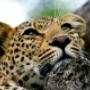 Leopards