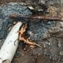 Uploaded by visitor on 11/12/2017 - Roots penetrated sewerage pipe